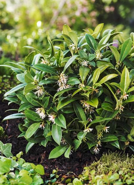 Sarcococca Hookeriana Varhumilis Fragrant Mountain R Sarsid4 Cov