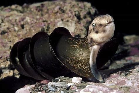 Chingum — Discover Curiosities: The spiral-flanged egg case of a Horn Shark