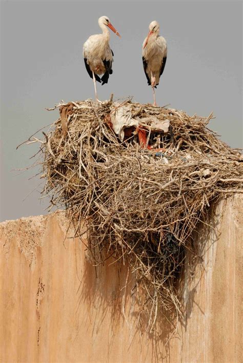 Storks Nesting On El Badi Palace Marrakech Marrakech Morocco Meknes