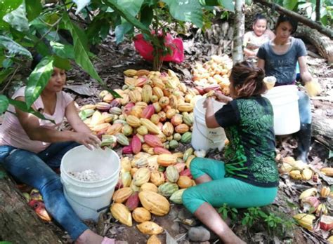 Líderes Del Cacao Impulsan Producción Sostenible Y Rentable En