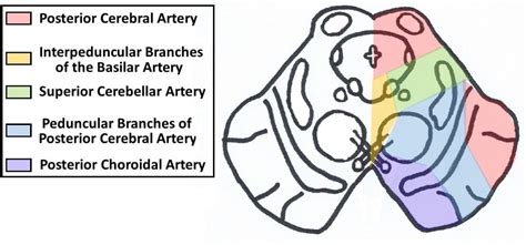 The Midbrain Colliculi Peduncles Teachmeanatomy