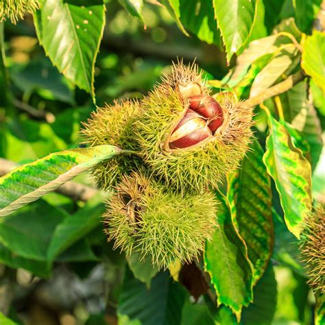 sweet ripe chestnuts fruit hires stock photography  images alamy