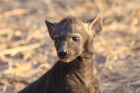 Baby Hyena : r/wildlifephotography