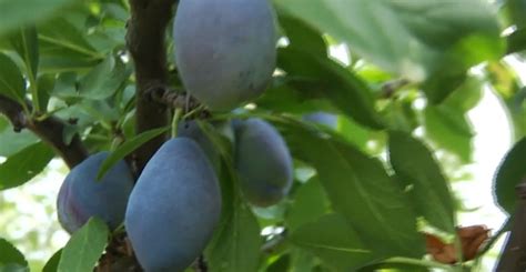 Rom Nii Campioni Europeni La Produc Ia De Prune