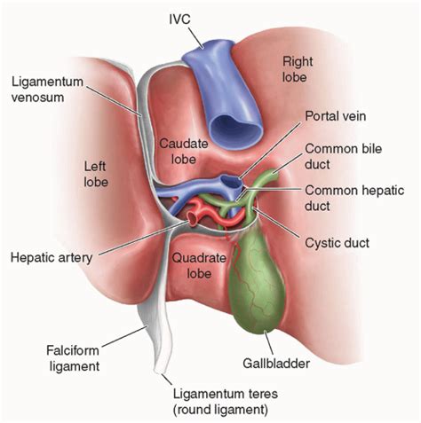 Liver: Functional Division, Lobes And Segments Kenhub, 57% OFF