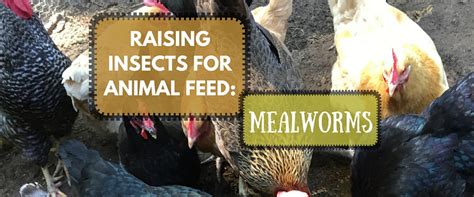 E0026 | Insects For Animal Feed: Mealworms - Homegrown Liberty