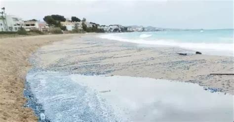 Aparecen Centenares De Medusas En La Playa De Roda De Ber