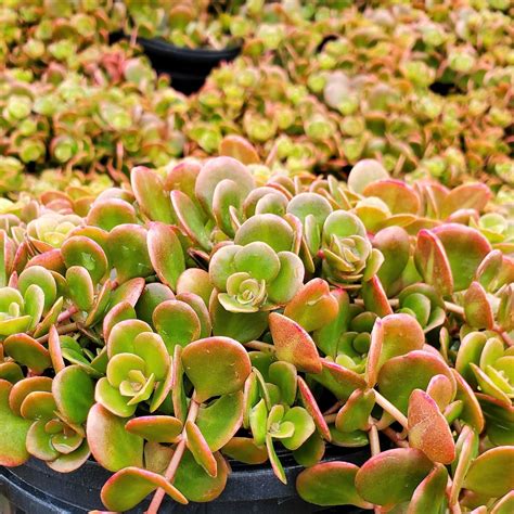 Sedum ‘coral Reef Stonecrop Cavanos Perennials