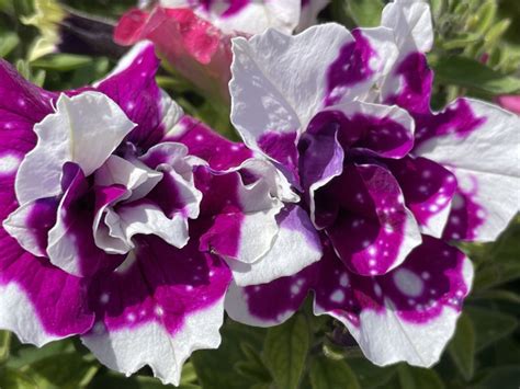 Petunias double up on flowering efforts | NEW Media Inc.