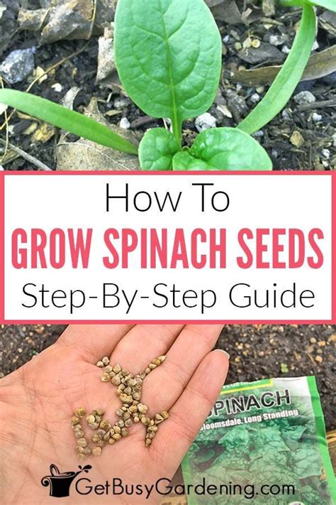 Spinach Plant Seeds