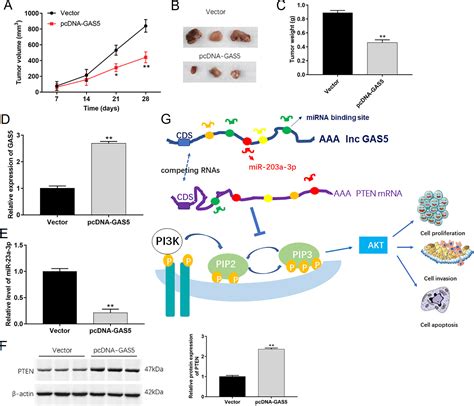 Lncrna Gas Suppresses The Proliferation And Invasion Of Osteosarcoma