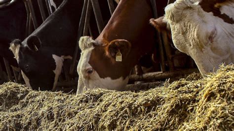 Muestreo De Micotoxinas En Silos M Todos Probados All About Feed