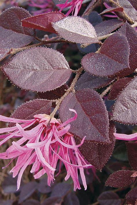 Buy Crimson Fire Dwarf Loropetalum For Sale Online From Wilson Bros Gardens