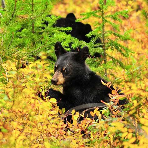 Flora & Fauna Photography by Eric Reynolds - Landscape Photographer