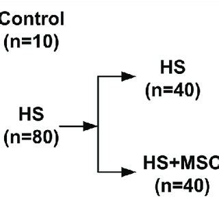 Mscs Modulated Pro Inflammatory And Anti Inflammatory Reactions Of Hs