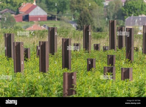 France. Anti-Tank obstacles of the Maginot line. farmhouses in the background Stock Photo - Alamy