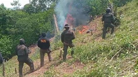 Operaci N Antidrogas Destruye Mil Plantas De Coca En Iriona Col N