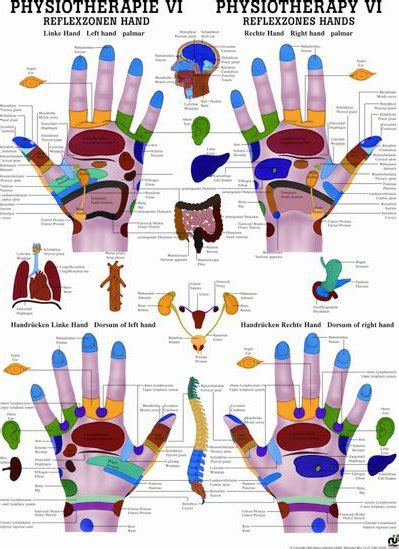 Foto Plakát Rudiger Anatomie Reflexní zóny na rukou 50 x 70 cm Zbozi cz