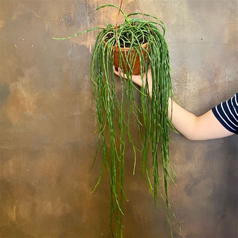 Rhipsalis paradoxa - grow urban.