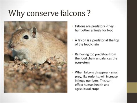 PPT - Falcon Conservation PowerPoint Presentation, free download - ID:1030890