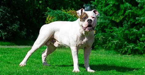 American Bulldog A Z Animals