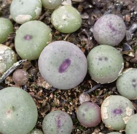 Sale Cm Succulent Live Plant Lithops Conophytum Vanzylii Garden