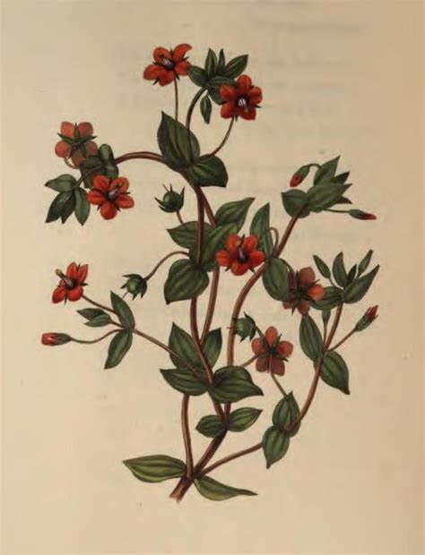 Scarlet Pimpernel My Favourite Wild Flower Maple Leaf Tattoo Flower