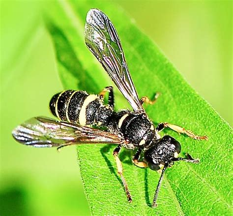 Order Hymenoptera - Ants, Bees, Wasps and Sawflies - Cerceris ...