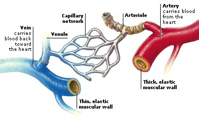 Blood Vessels Flashcards Quizlet