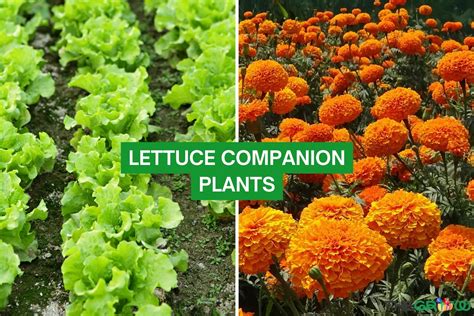 Lettuce Companion Plants The Complete List Thegrow