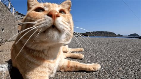 相島 海風にあたりながら日向ぼっこをする茶トラ猫をモフると満足そうにうっとりと目を細めた Youtube