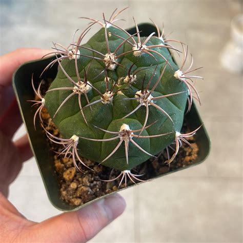 Is This The Infamous Peyote Cacti Lophophora Williamsii Rcactus