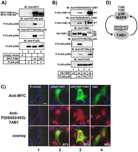 Amino Acids 452 457 Of Tab1 Promote P38 Mapk Phosphorylation And P38 Download Scientific