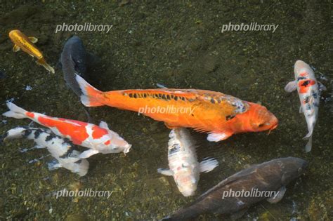 深大寺の池の鯉 写真素材 1995678 フォトライブラリー Photolibrary