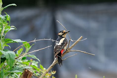 Great Spotted Woodpecker Free Photo On Pixabay Pixabay