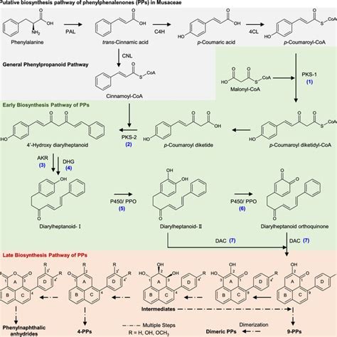 Illustration Of Putative Biosynthesis Pathway Of Phenylphenalenones