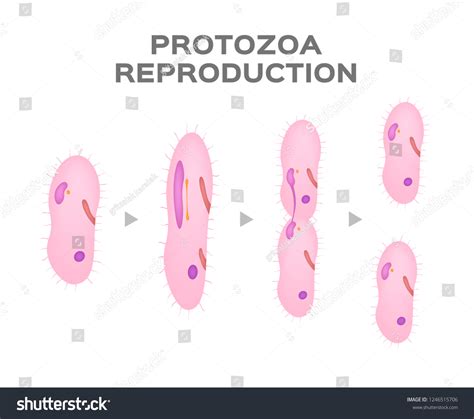 Reproduction Protozoa Asexual Cell Vector Stock Vector Royalty Free 1246515706 Shutterstock