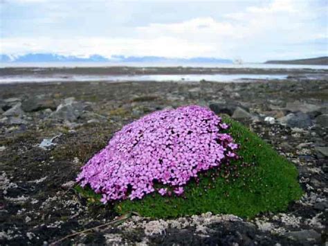 Planteliv på Svalbard Store norske leksikon