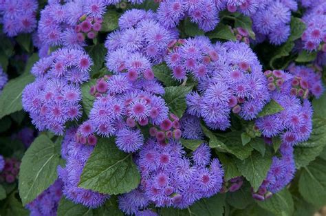 Características e cultivo do Agerato Ageratum houstonianum