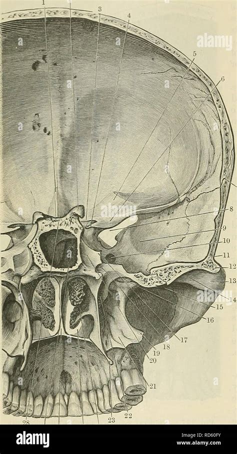 Pterygoid canal hi-res stock photography and images - Alamy