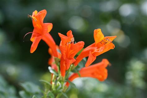 Honeysuckles By Ilovegir181 On Deviantart