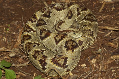 Crotalus Tzabcan Yucatan Neotropical Rattlesnake Yucatan Flickr