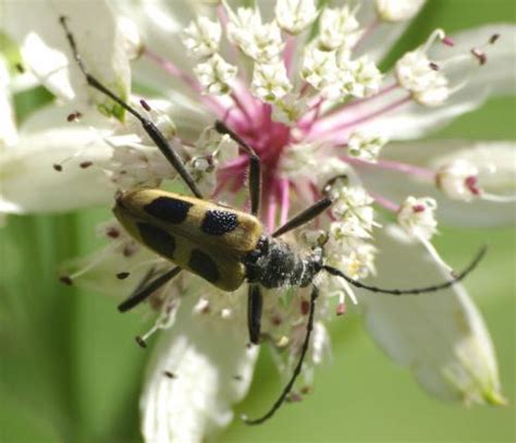 Pachyta Quadrimaculata Photo Michel Ehrhardt Galerie Insecte Org