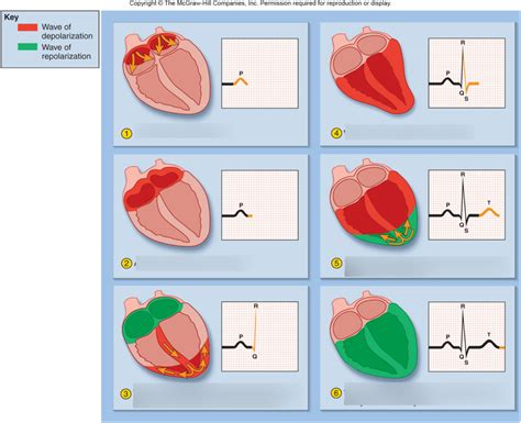 Ecg Recording Depolarization And Repolarization Diagram Quizlet