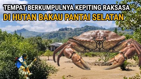 Ngeri Inilah Tempat Berkumpulnya Kepiting Raksasa Di Pantai Selatan