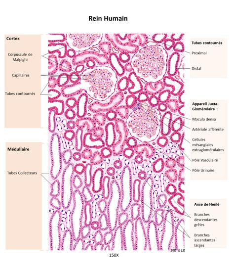 Histologie Et Pathologie Des Organes