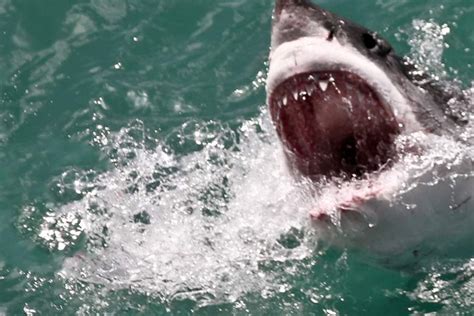 Shark Attack Victim Speaks Out About What Really Happened To Him