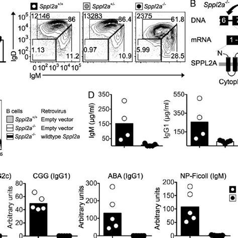 Humoral Immunodeficiency In Sppl2a Mice A Percentage Of Cd19