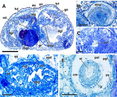 Semithin Sections Through The Genital System Of G Aprica A Download Scientific Diagram