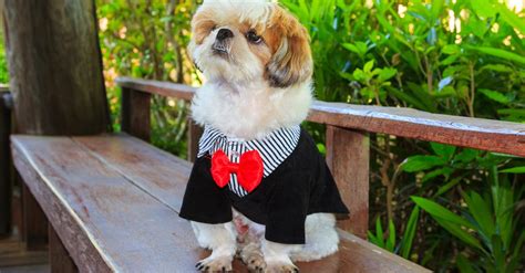 How To Groom a Shih Tzu | Everything Labradors